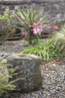 Nerines